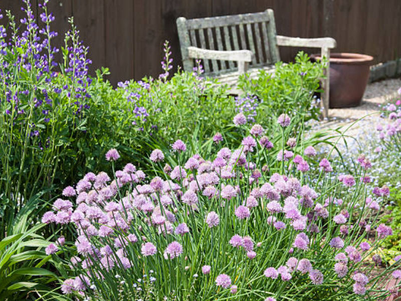 Healing garden